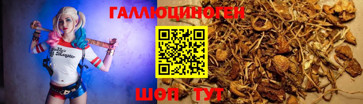 Псилоцибиновые грибы Psilocybe Сунжа